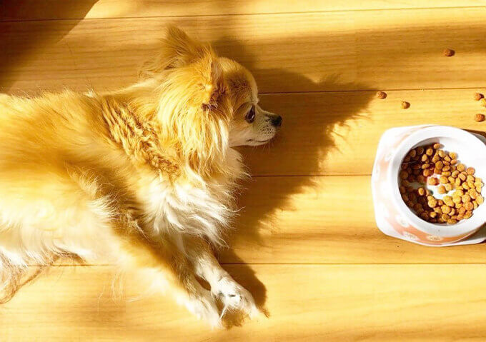 犬猫おやつ・水分補給のペット用ボーンブロス