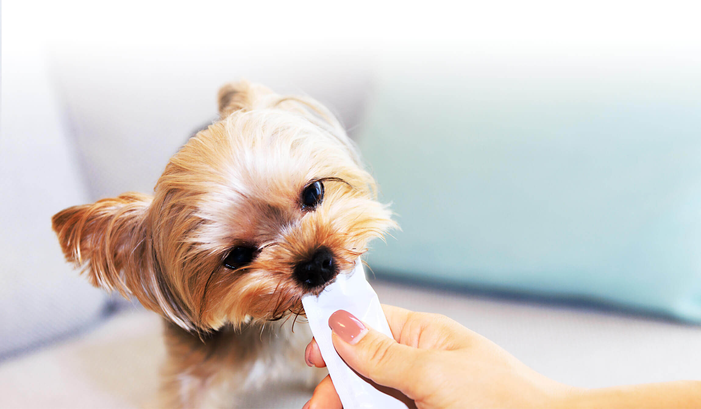 犬猫おやつ・水分補給のペット用ボーンブロス